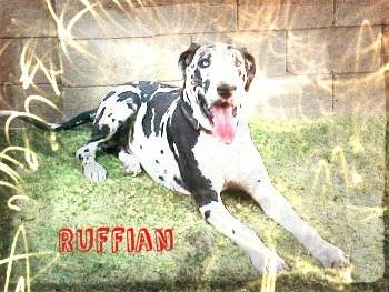 Ruffian - Dogue Allemand Mâle (2 ans)