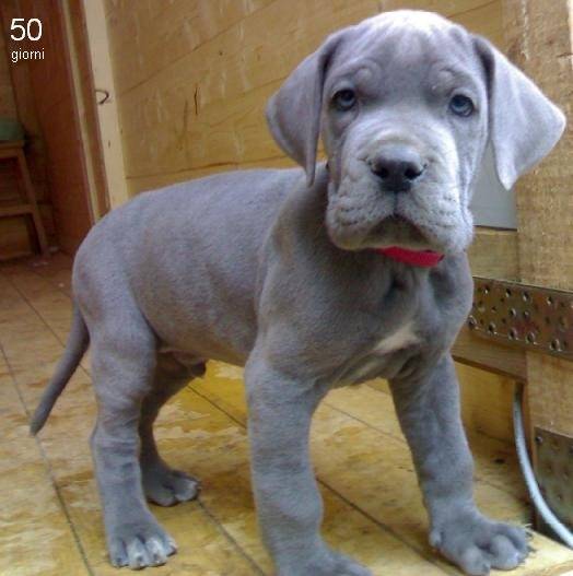 Buddy - Dogue Allemand Mâle (1 mois)