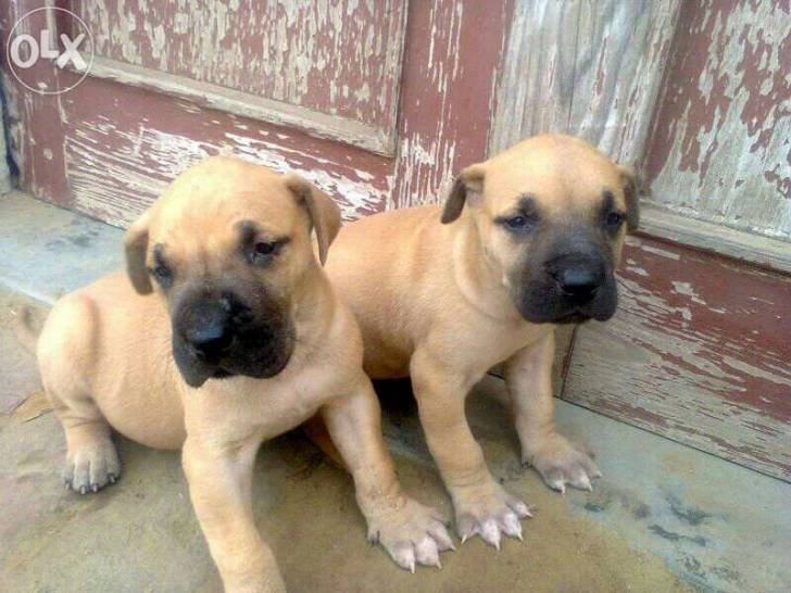 Pinky and Pogo - Dogue Allemand (1 mois)