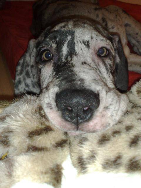 Dogue Allemand Fabiola - Dogue Allemand