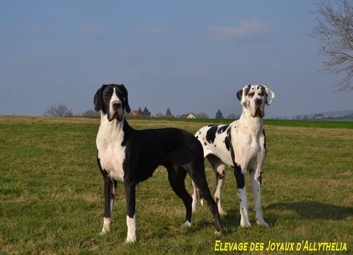 Femelles arlequine et noire : Félicia et Farah - Dogue Allemand