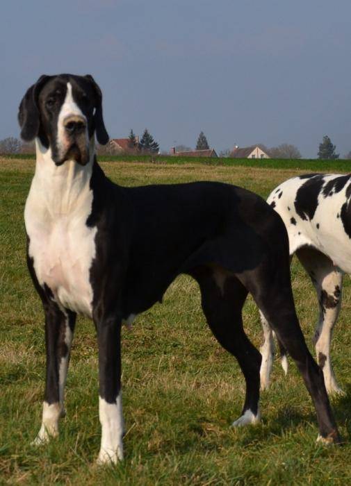 Farah d'Iskandar femelle noire dogue allemand - Dogue Allemand