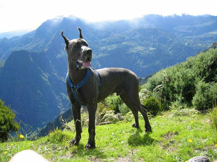Un Dogue Allemand pendant une promenade à la montagne