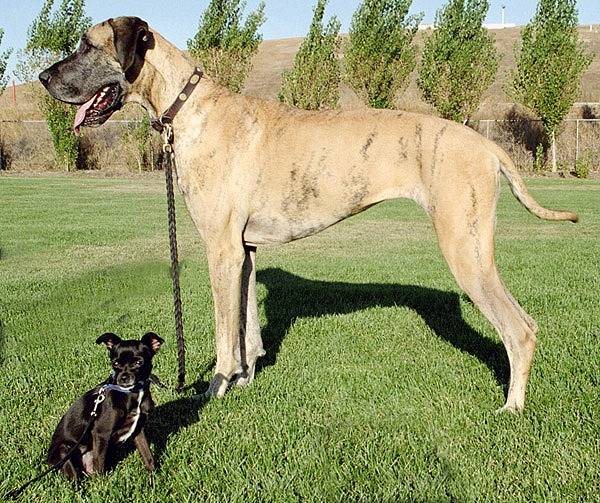 Le chien le plus grand au monde