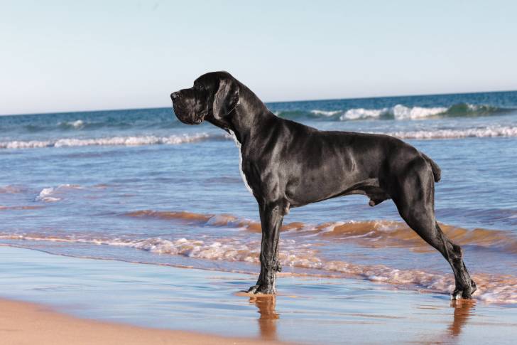 Un Dogue Allemand au bord de la mer
