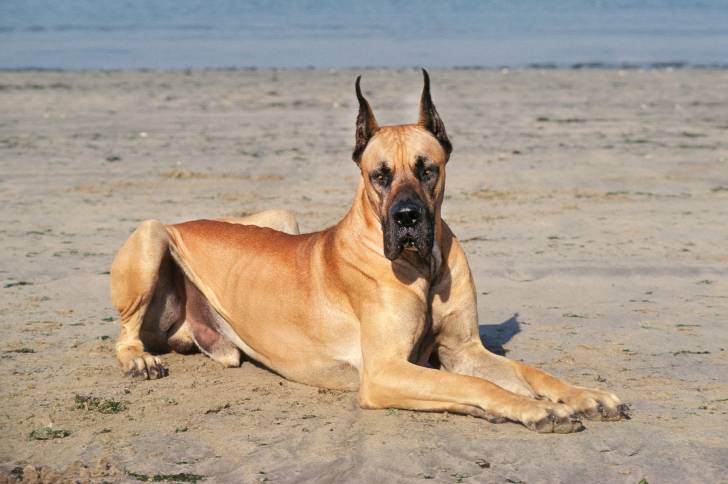 Un Dogue Allemand allongé sur le sable