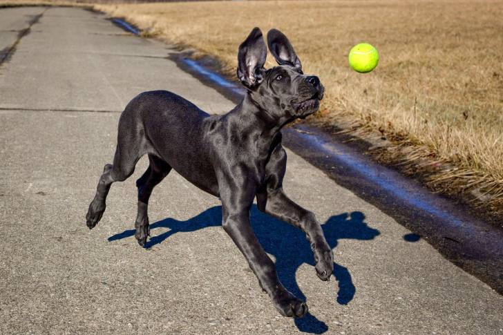 Un Dogue Allemand en train de jouer avec une balle de tennis