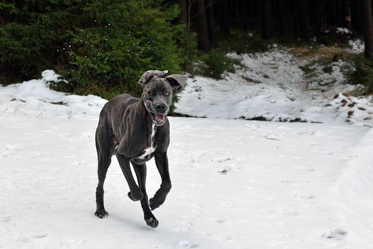Un Dogue Allemand se promène sur la neige