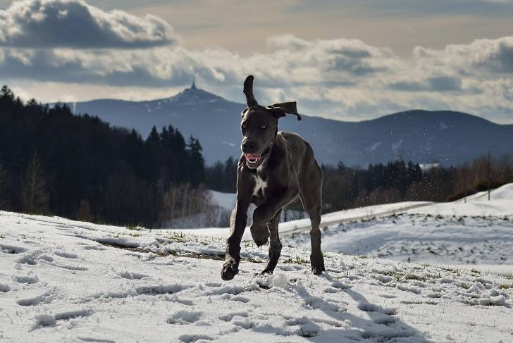 Un Dogue Allemand en train de courir sur la neige