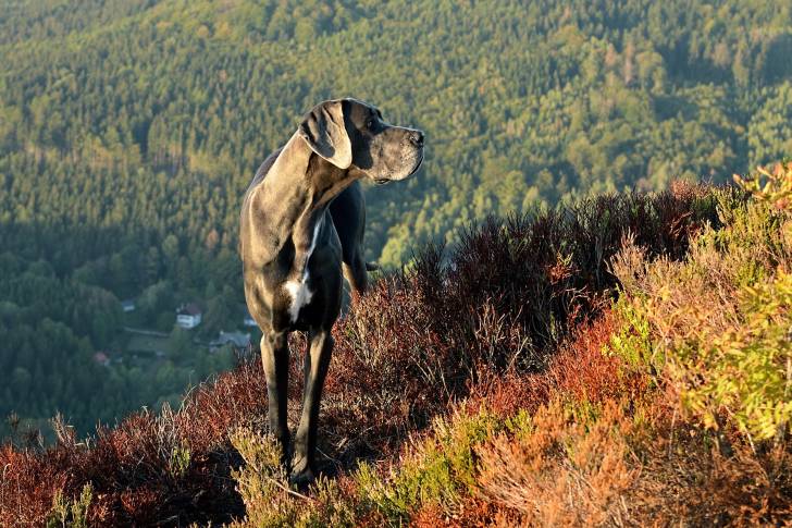 Un Dogue Allemand qui se promène en montagne