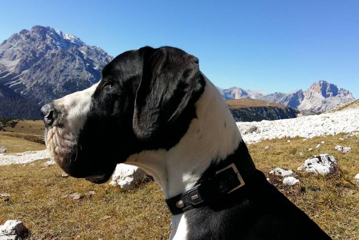 Un Dogue Allemand en train de se promener en montagne