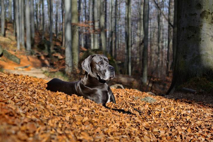 Un Dogue Allemand allongé sur des feuilles d'automne