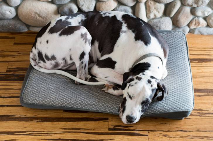 Un Dogue Allemand arlequin allongé sur un coussin