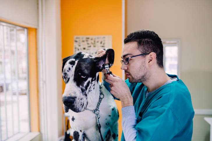 Un Dogue Allemand en train de se faire examiner par un vétérinaire