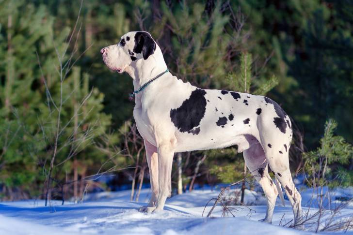 Un Dogue Allemand se promène sur de la neige