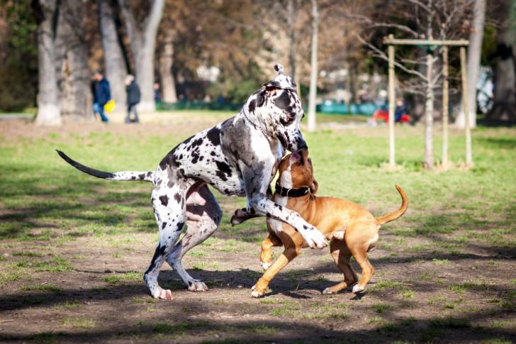 Un Dogue Allemand en train de jouer avec un autre chien
