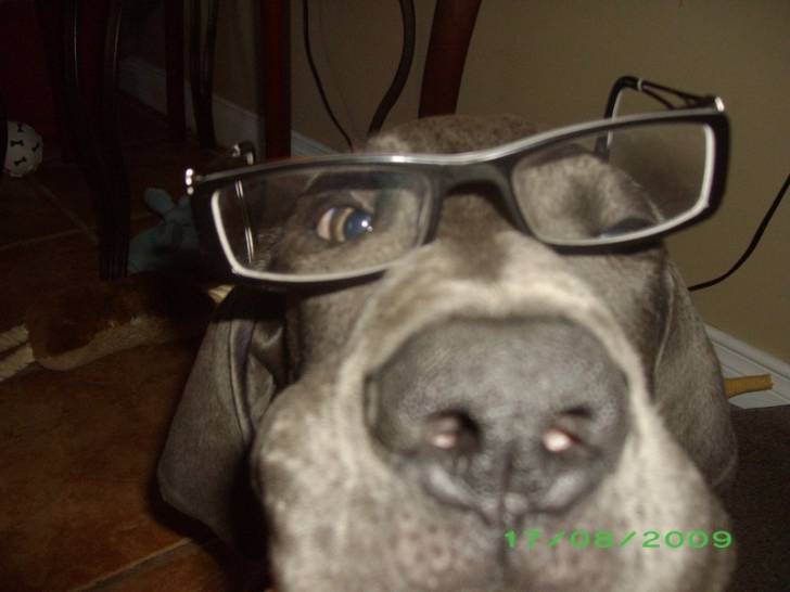 le chien avec des lunettes :) - Dogue Allemand