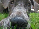 harley - Dogue Allemand Mâle (11 mois)