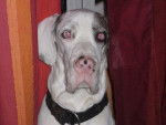 dogue allemand Bartok - Dogue Allemand