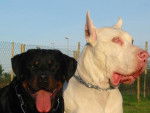 keres,rott et sade dogue allemand - Dogue Allemand