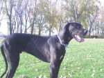 Bowie à 12 mois, dogue allemand noir. - Dogue Allemand (1 an)
