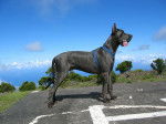 Ulric 2 - Dogue Allemand
