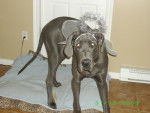 miss fée ,ange - Dogue Allemand Femelle (4 ans)