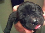 newborn - Dogue Allemand Mâle