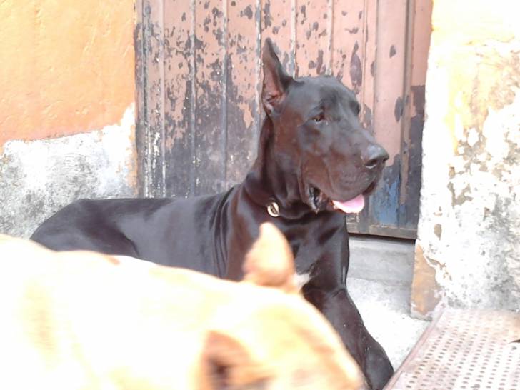 danger - Dogue Allemand Mâle (2 ans)