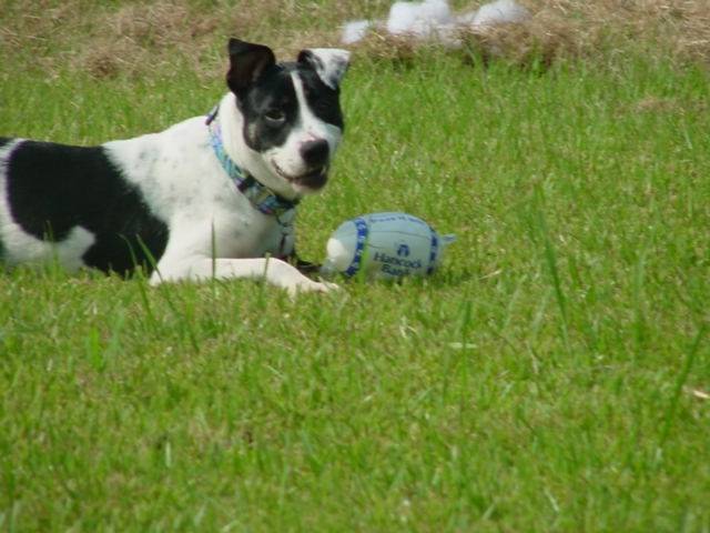 Ellie - Dogue Allemand Femelle (11 mois)