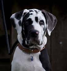 Kull - Dogue Allemand Femelle (1 an)