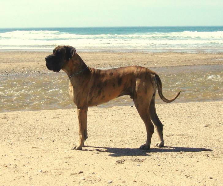 DE GRAFFITIS DES TERRES DE LA RAIRIE - Dogue Allemand Mâle