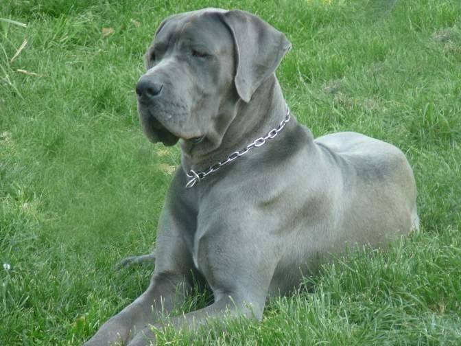 FALCON DE L'ATHENAIDE - Dogue Allemand Mâle