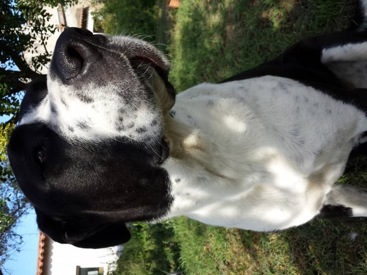 Caym - Dogue Allemand Femelle (2 ans)