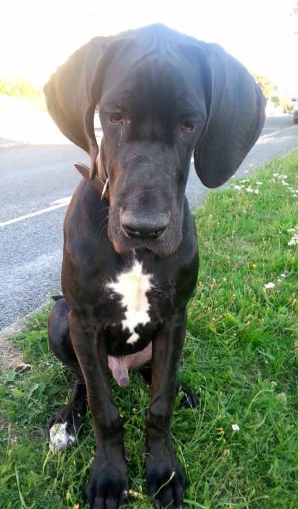 Balto - Dogue Allemand Mâle (6 mois)