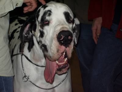 dogue allemand - Dogue Allemand