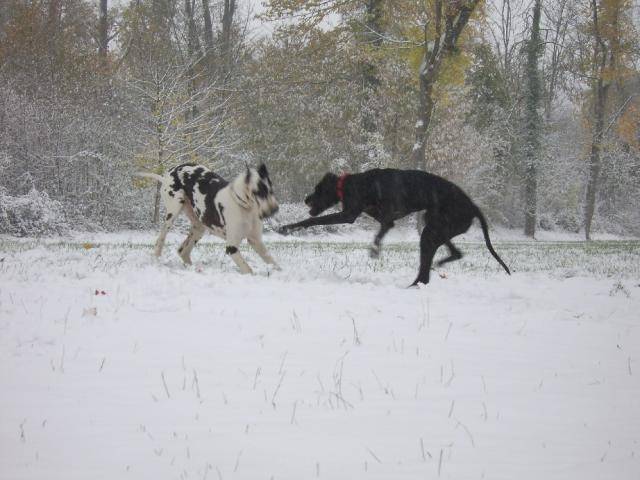 DOGUE ALLEMAND Allyday & Thélia du Temple sacré d'héloïse - Dogue Allemand