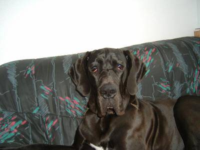 dogue allemand BOB - Dogue Allemand