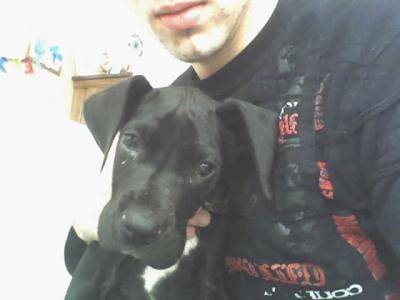 dogue allemand BOB - Dogue Allemand