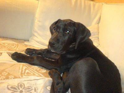 dogue allemand BOB - Dogue Allemand