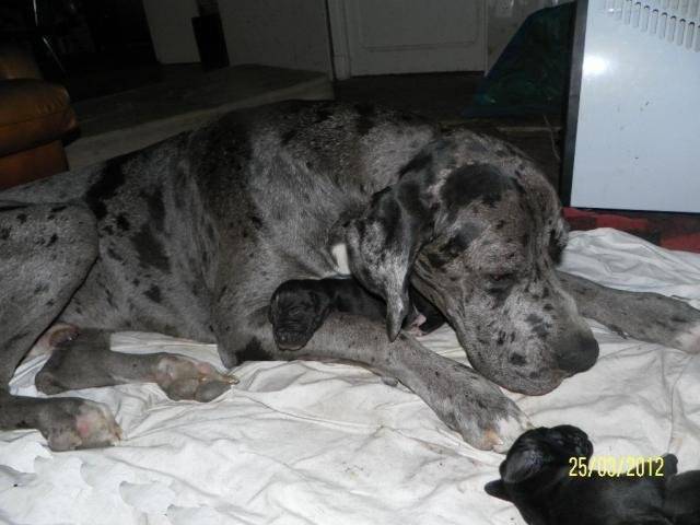 Dogue allemand à réserver - Dogue Allemand