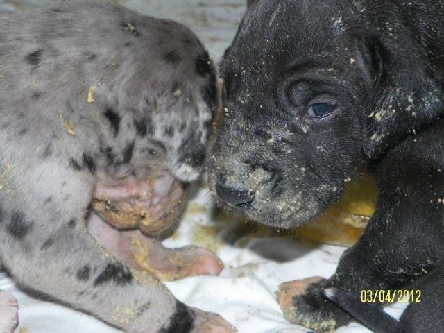 Dogue allemand à réserver - Dogue Allemand