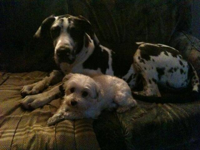 dogue allemand arlequin - Dogue Allemand