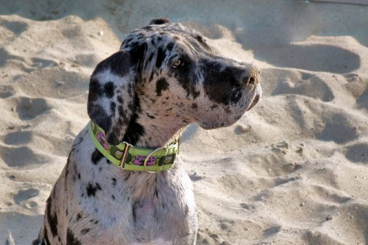 Photo Dogue Allemand