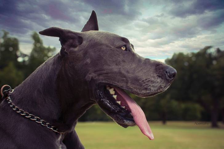 Photo Dogue Allemand