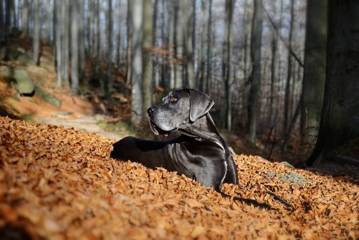 Un Dogue Allemand allongé dans une forêt