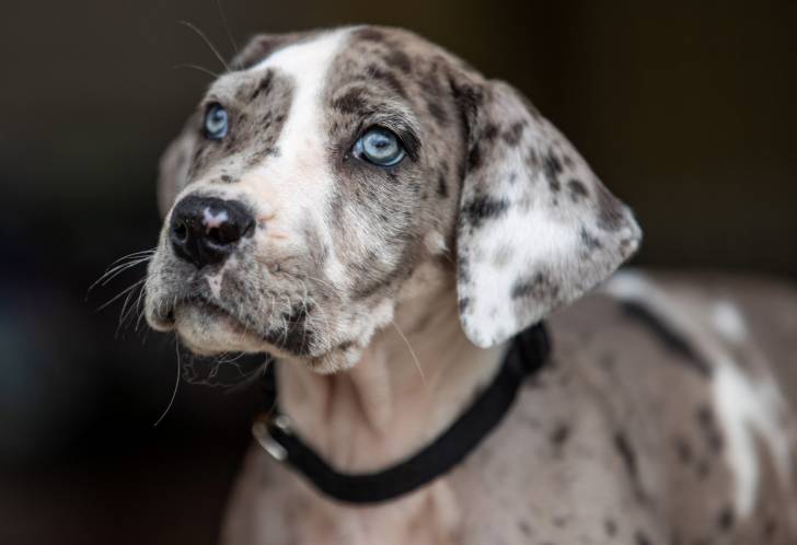 Un Dogue Allemand merle aux yeux bleus