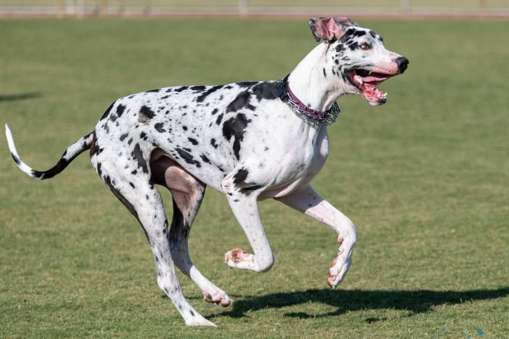 Un Dogue Allemand en train de courir dans un parc