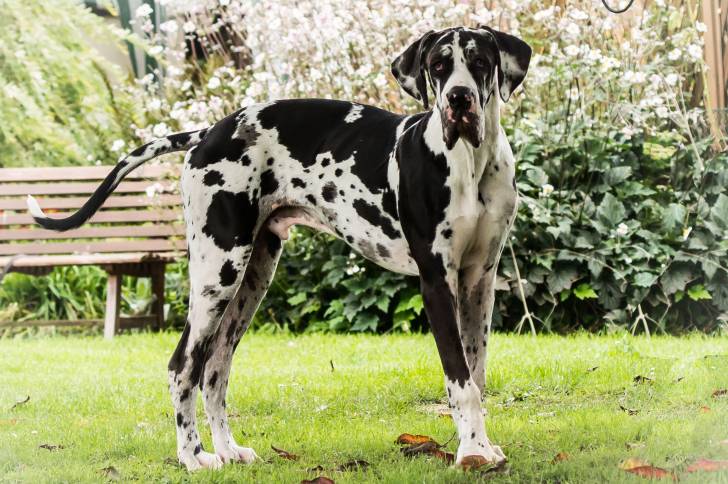 Un Dogue Allemand qui se promène dans un parc