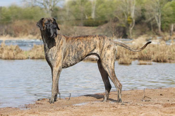Un Dogue Allemand bringé au bord de l'eau
